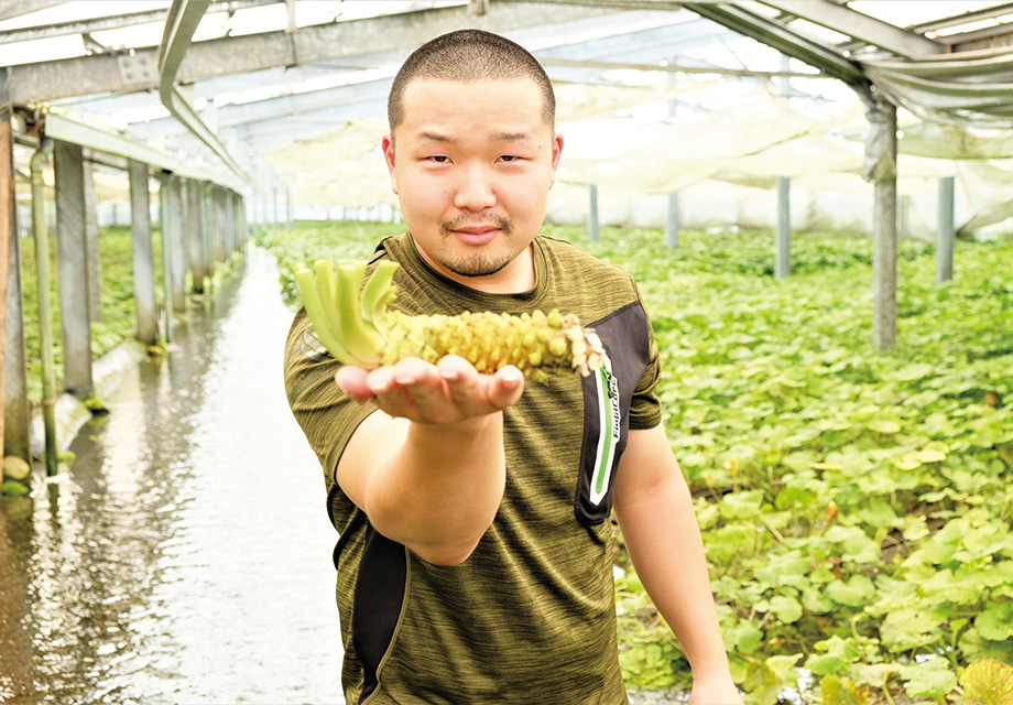 藤屋わさび農園 安曇野 美味礼讃